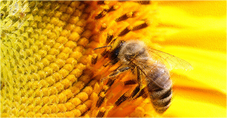 Ελληνικα ποιοτικα προιοντα μελισσοκομιας